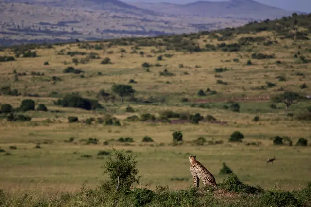 Kenia (Masai Mara)